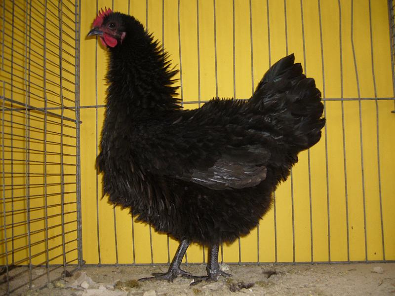 Hannover 2008 218.jpg - Strupphühner schwarz Preis KarlHeinz Volle von HV 96 E